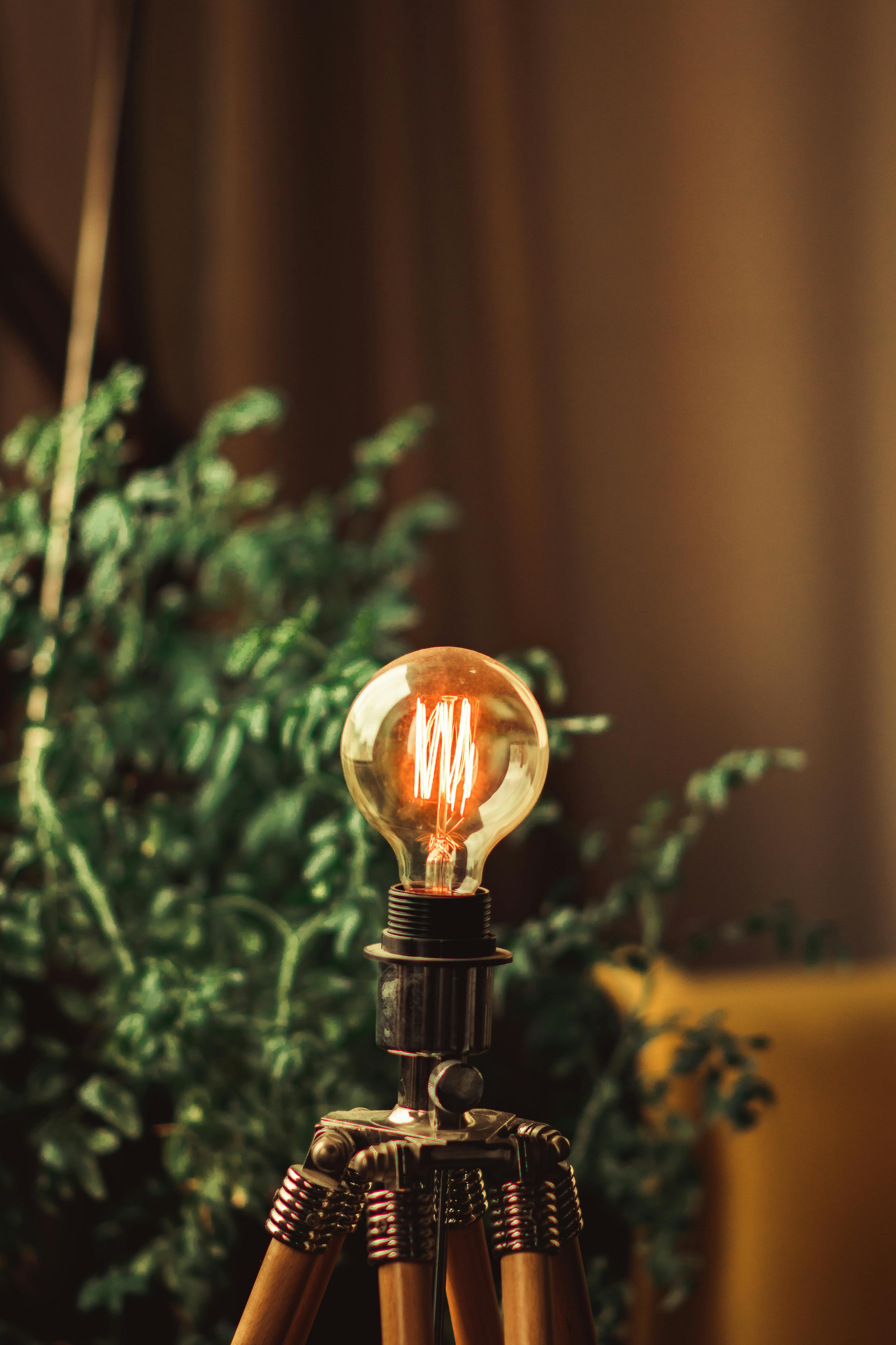 pexels-biasousa-2181794-2